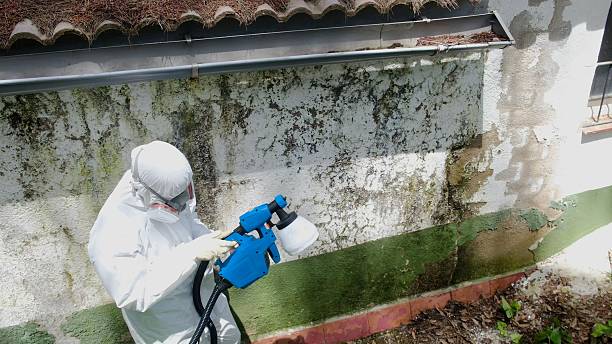 Trusted Attic Mold Removal service in Drayden, MD - Cheap Mold Removal